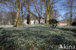 Gewoon sneeuwklokje (Galanthus nivalis)