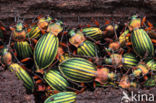 Carabus auronitens