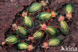 Carabus auronitens