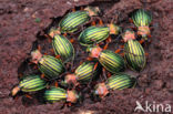 Carabus auronitens