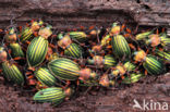 Carabus auronitens