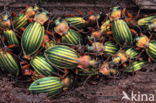 Carabus auronitens