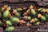 Carabus auronitens