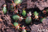 Carabus auronitens