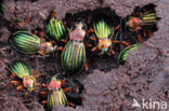 Carabus auronitens