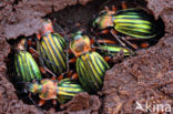 Carabus auronitens