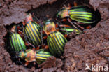 Carabus auronitens