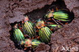 Carabus auronitens