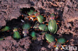 Carabus auronitens