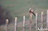 Rough-legged Buzzard (Buteo lagopus)