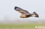 Ruigpootbuizerd (Buteo lagopus)