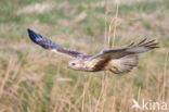 Rough-legged Buzzard (Buteo lagopus)