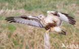 Ruigpootbuizerd (Buteo lagopus)