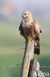 Ruigpootbuizerd (Buteo lagopus)