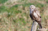 Rough-legged Buzzard (Buteo lagopus)