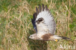 Ruigpootbuizerd (Buteo lagopus)