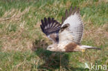 Rough-legged Buzzard (Buteo lagopus)