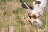 Ruigpootbuizerd (Buteo lagopus)