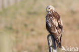 Rough-legged Buzzard (Buteo lagopus)