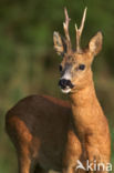 Roe Deer (Capreolus capreolus)