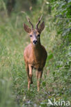 Roe Deer (Capreolus capreolus)