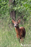 Roe Deer (Capreolus capreolus)