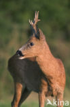 Roe Deer (Capreolus capreolus)