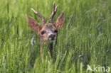 Roe Deer (Capreolus capreolus)