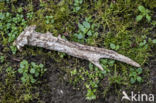 Roe Deer (Capreolus capreolus)