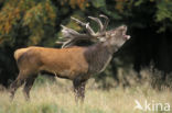 Red Deer (Cervus elaphus)