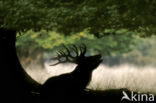 Red Deer (Cervus elaphus)