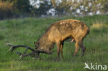 Red Deer (Cervus elaphus)