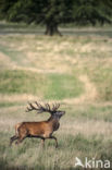 Red Deer (Cervus elaphus)