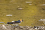 Roodstuitzwaluw (Hirundo daurica)