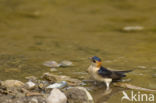 Roodstuitzwaluw (Hirundo daurica)