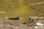 Roodstuitzwaluw (Hirundo daurica)