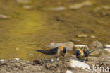 Roodstuitzwaluw (Hirundo daurica)