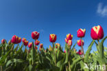 Tulip (Tulipa)