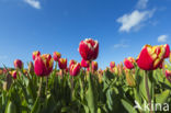 Tulip (Tulipa)