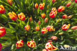 Tulip (Tulipa)