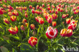 Tulp (Tulipa)