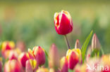 Tulip (Tulipa)