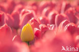 Tulp (Tulipa)