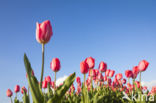 Tulp (Tulipa)