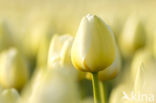 Tulp (Tulipa)