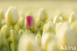 Tulp (Tulipa)