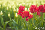 Tulp (Tulipa)