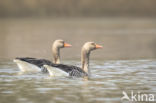 Grauwe Gans (Anser anser)