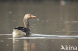 Grauwe Gans (Anser anser)