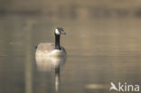 Canadese Gans (Branta canadensis)